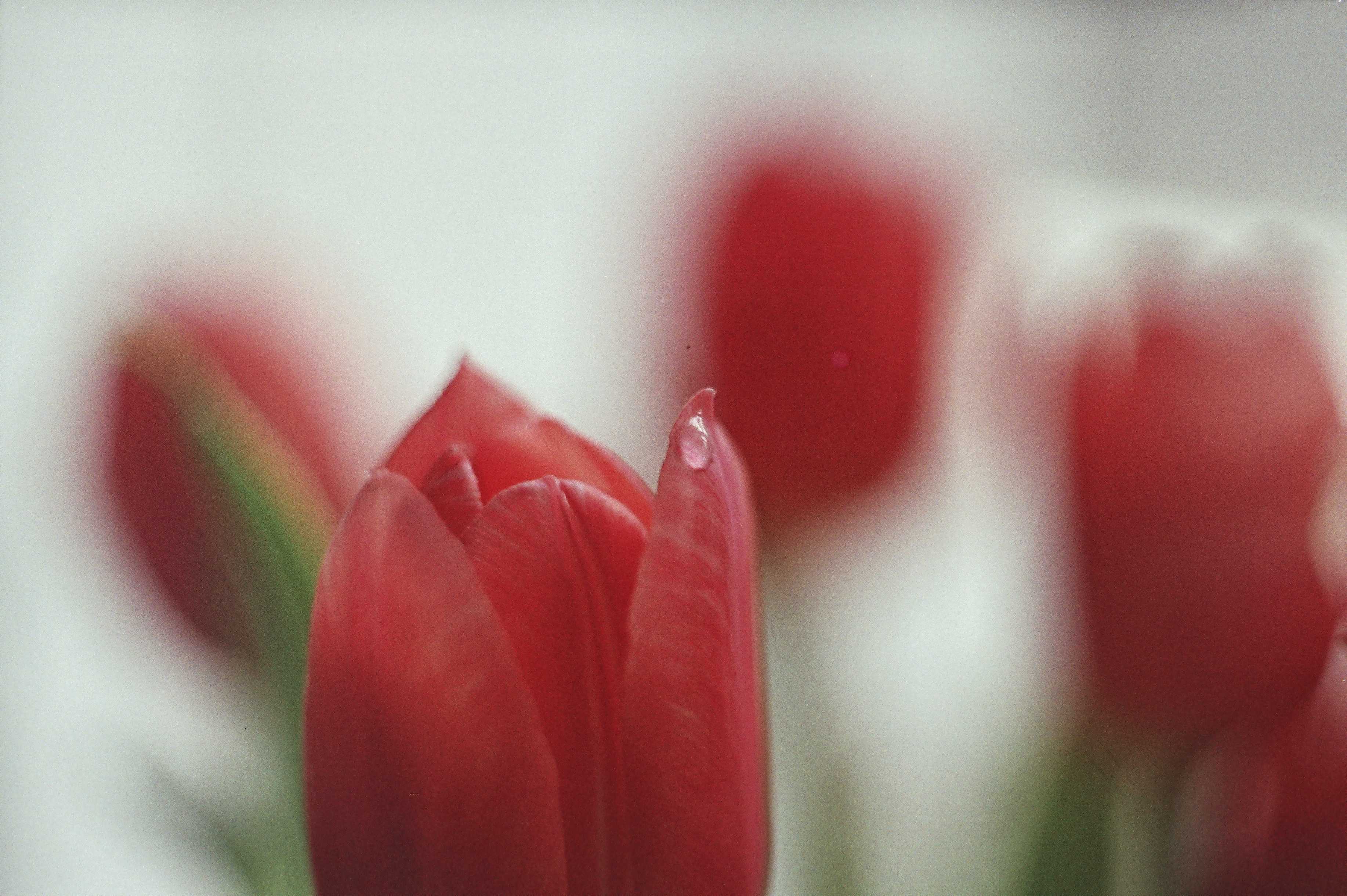 Analog photography - one of my photos